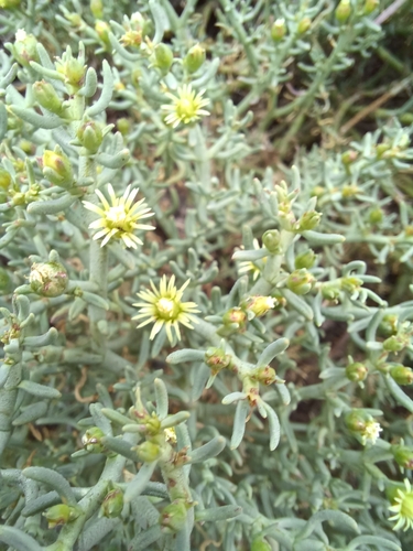 Mesembryanthemum granulicaule