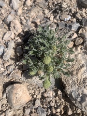 Xanthisma grindelioides