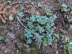 Sedum oregonense