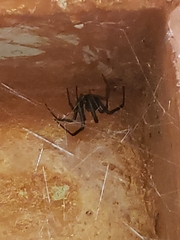 Kukulcania hibernalis