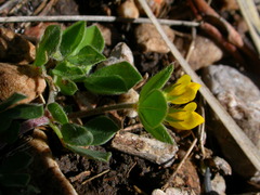 Lotus ornithopodioides