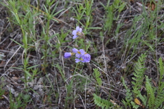 Polemonium pulcherrimum