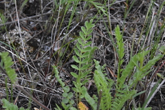 Polemonium pulcherrimum
