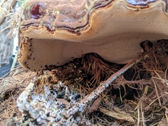 Ganoderma oregonense