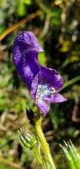 Aconitum ferox