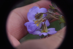 Polemonium pulcherrimum