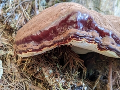 Ganoderma oregonense