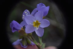 Polemonium pulcherrimum