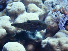Canthigaster papua