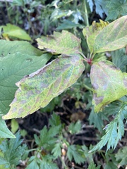 Phyllosticta ampelicida