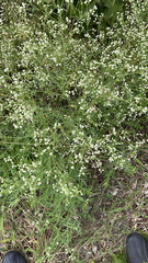 Parthenium hysterophorus