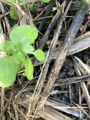 Parietaria pensylvanica