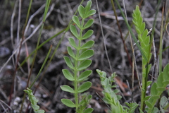 Polemonium pulcherrimum