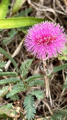 Mimosa strigillosa