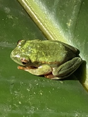 Hyperolius semidiscus