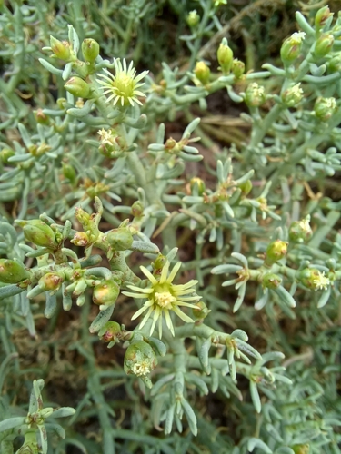 Mesembryanthemum granulicaule