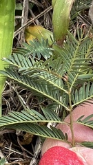 Mimosa strigillosa