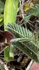 Mimosa strigillosa