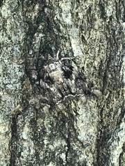 Catocala lacrymosa