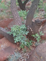 Cussonia paniculata