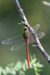 Anax longipes