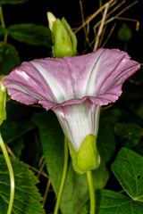 Calystegia sepium