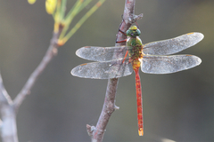 Anax longipes