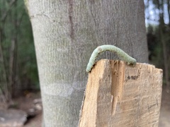 Biston betularia