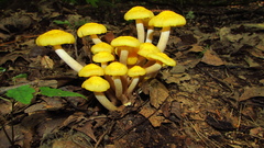 Desarmillaria caespitosa image