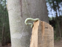 Biston betularia