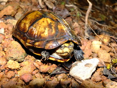 Kinosternon scorpioides