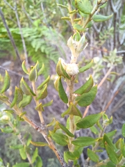 Phylica nervosa