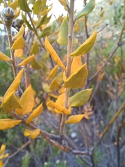Phylica nervosa
