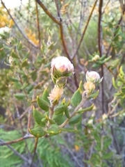 Phylica nervosa