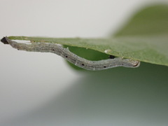 Poaphilini