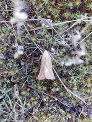 Compsoptera opacaria