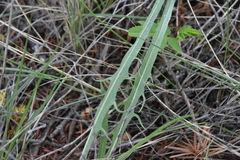 Crepis atribarba