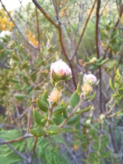 Phylica nervosa
