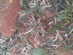 Aloe greatheadii