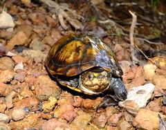 Kinosternon scorpioides