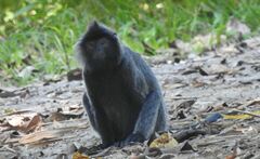 Trachypithecus cristatus