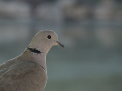 Streptopelia decaocto