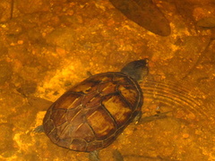 Kinosternon scorpioides