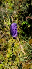 Aconitum ferox