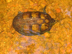 Kinosternon scorpioides