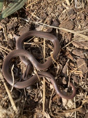 Contia tenuis