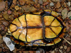 Kinosternon scorpioides