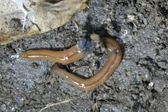 Bipalium adventitium