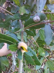 Neuroterus laurifoliae