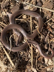 Contia tenuis